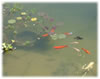 Inspiration Center Fish