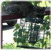 Racoon eating bird's food