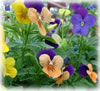 Violas at Inspiration Center