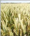 wheat